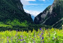 World Heritage Valley Of Flowers Opens For Tourists In Uttarakhand