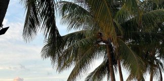 Jamaica’s Tourism Sector Sets Sights on Growth in India and APAC Region